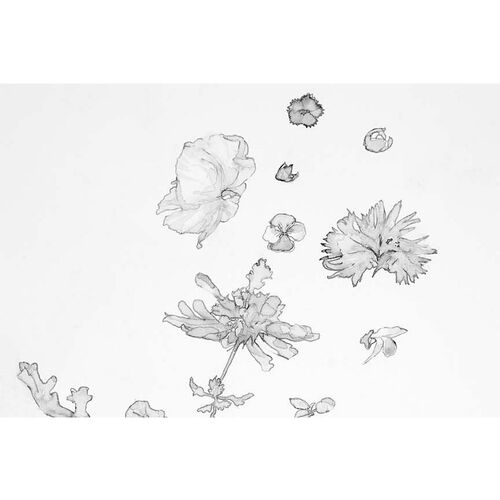 Mary H. Case Med. Blush Botanical Wallpaper, White~P77605188