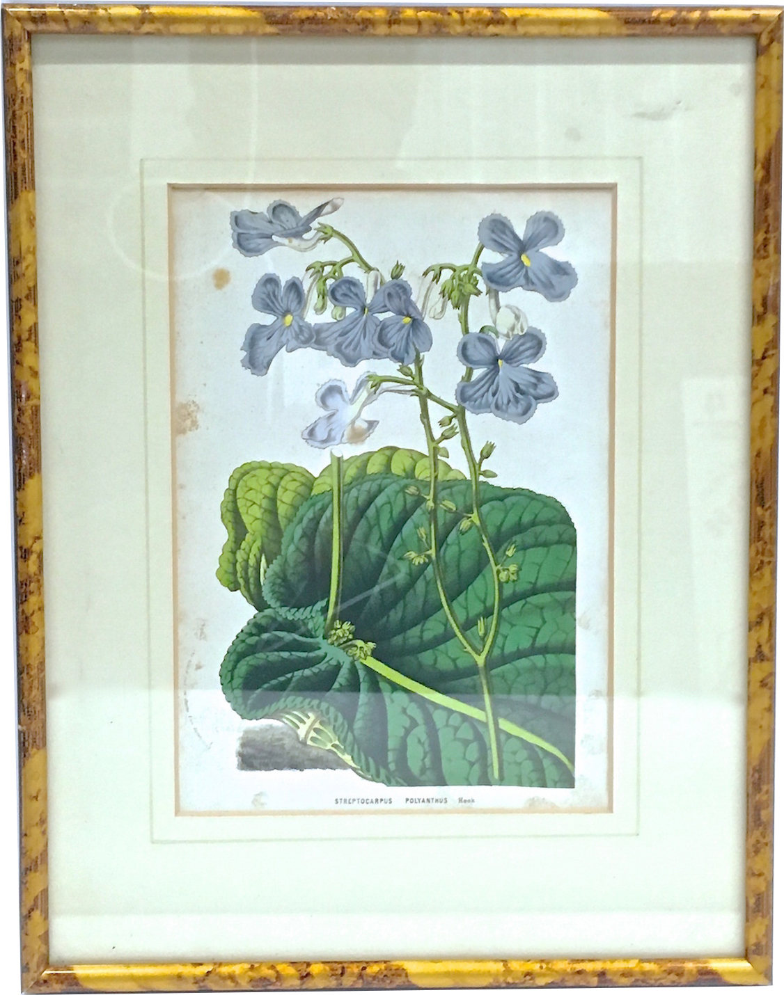 Framed Floral & Leaf Botanical Engraving~P77662568