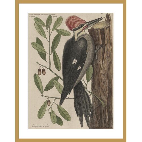 Red-Crested Woodpecker by Mark Catesby Framed Print