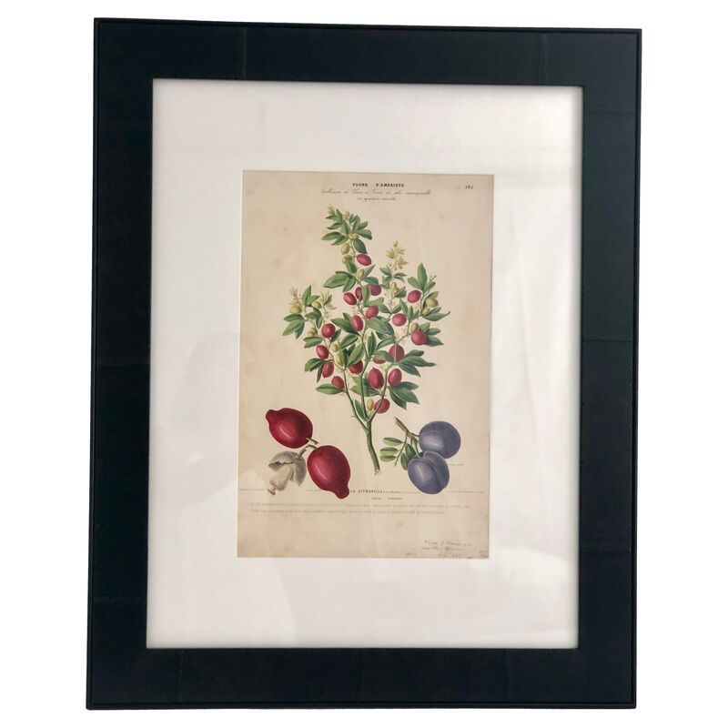1843 Hand-Colored French Botanical Print