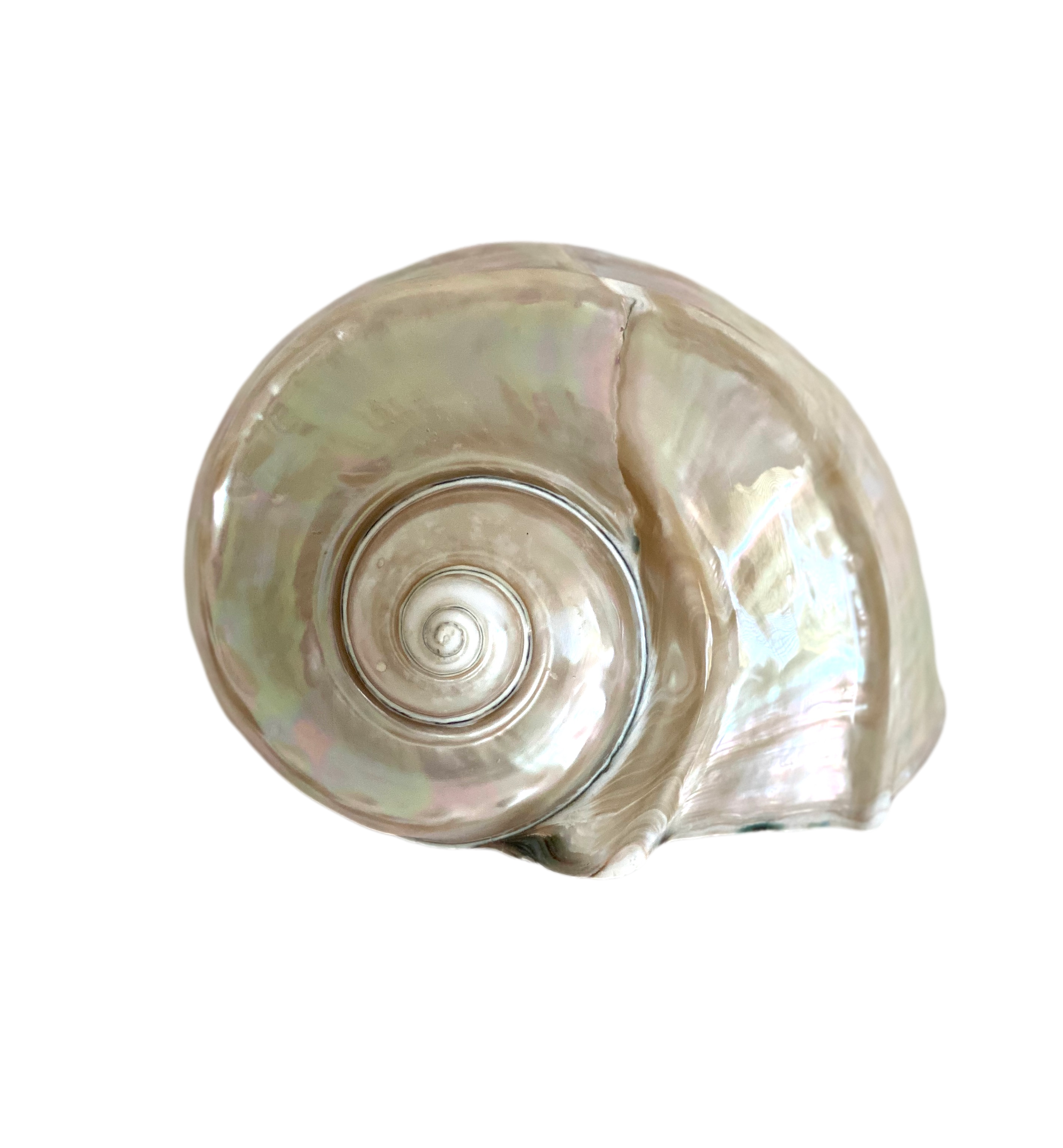 Mother of Pearl Turbo Marmoratus Shell
