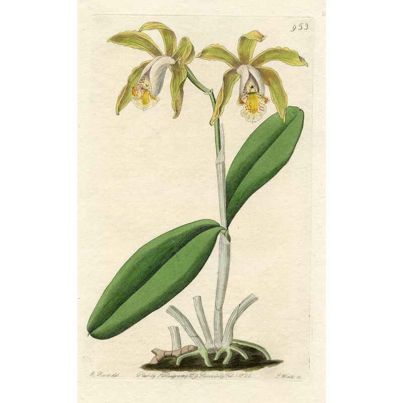 Orchids of Argentina Engraving, 1826