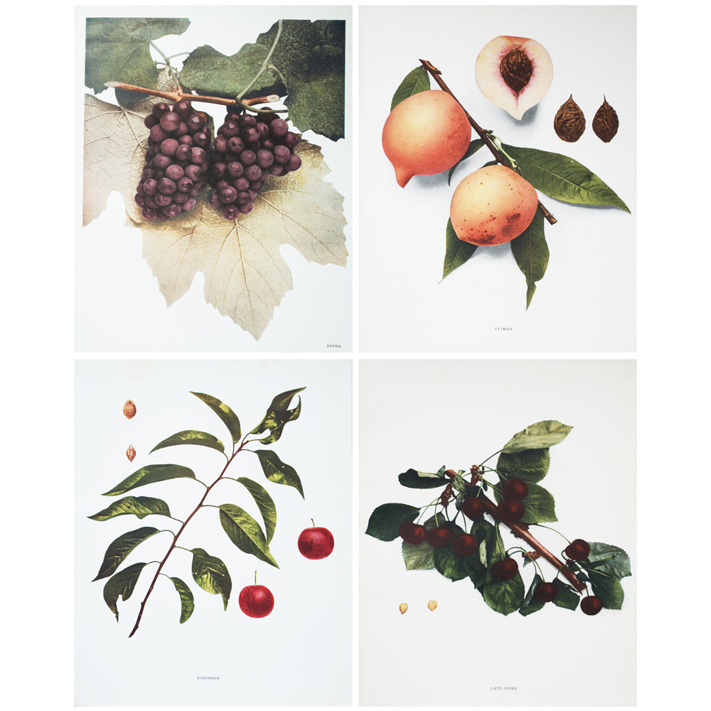 1900 Fruit Photogravures by Hedrick, S/4~P77429303