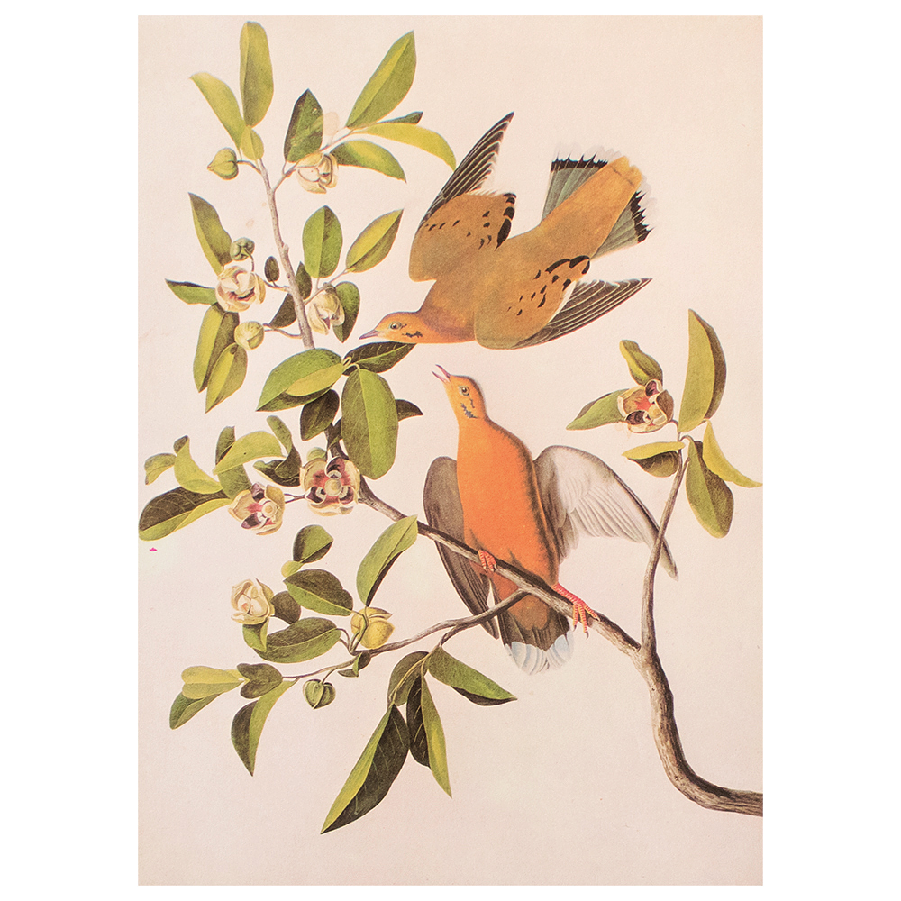 1966 Audubon, Zenaida Dove~P77589766