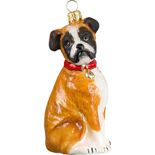 Boxer with Floppy Ears