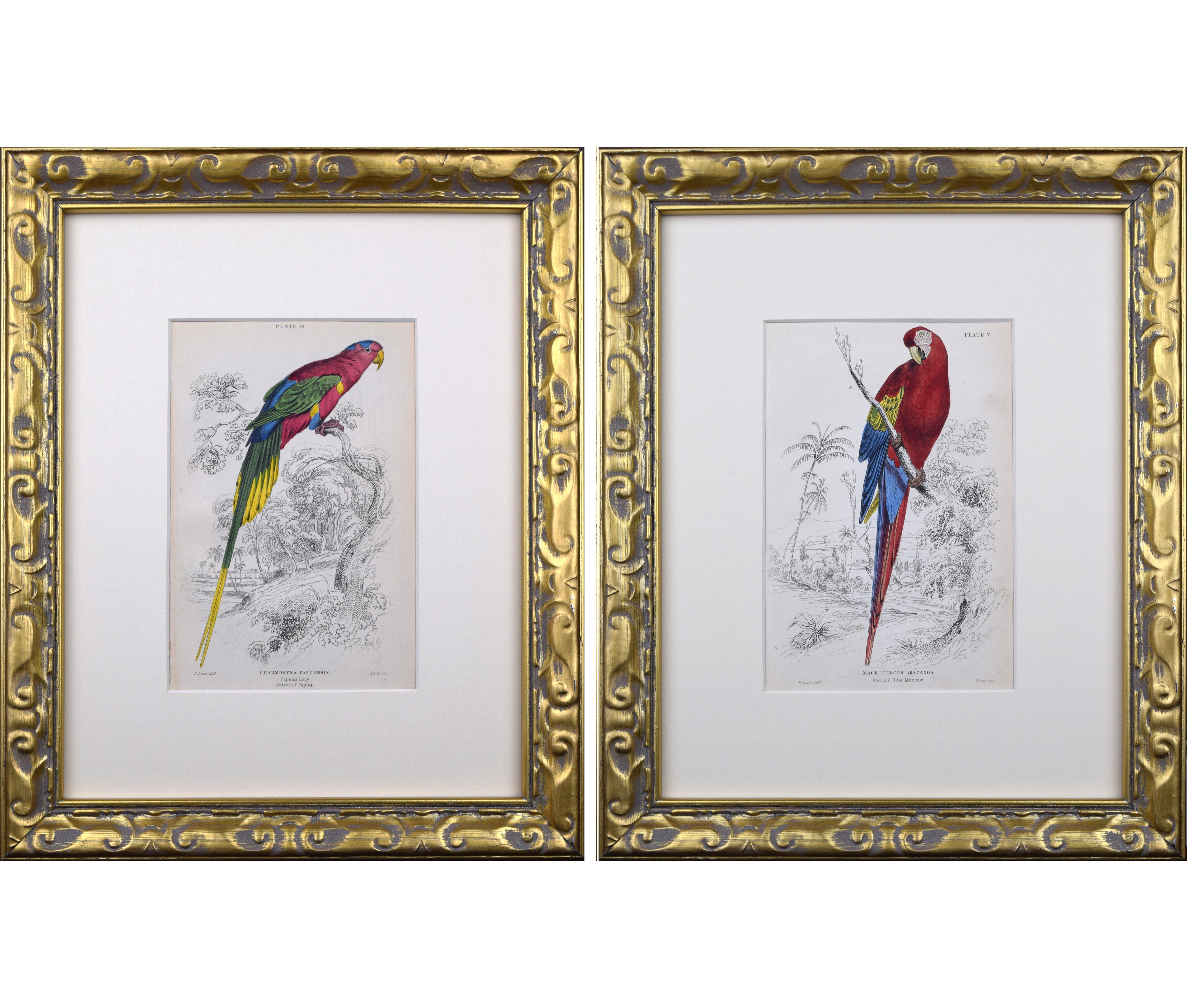 19th C. Antique Parrot/ Macaw Engravings~P77590436