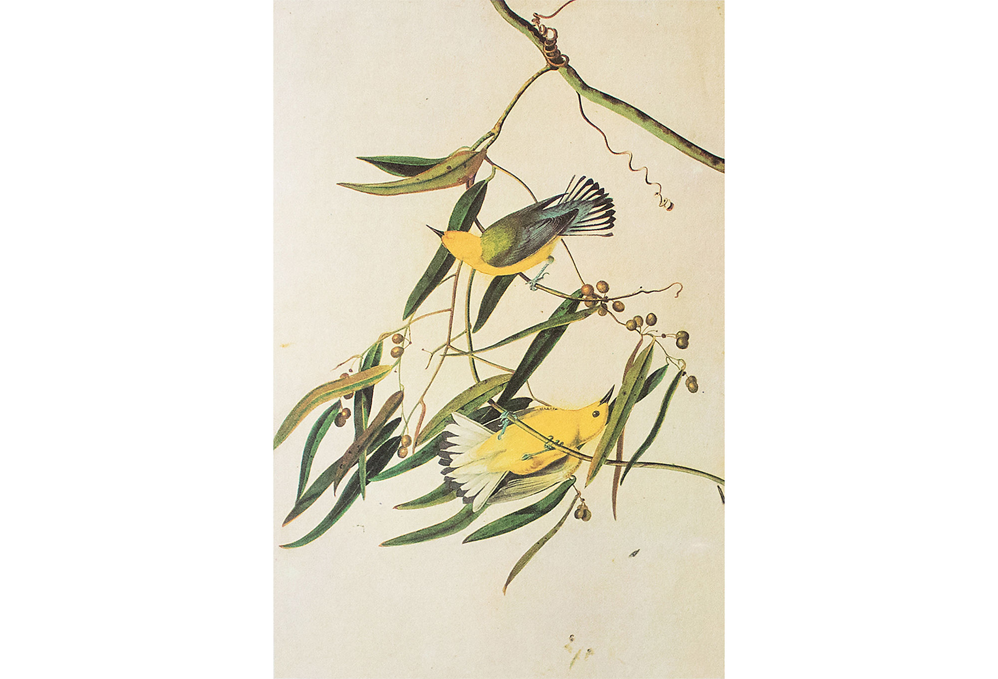 Prothonotary Warbler by Audubon, 1960s~P77591102