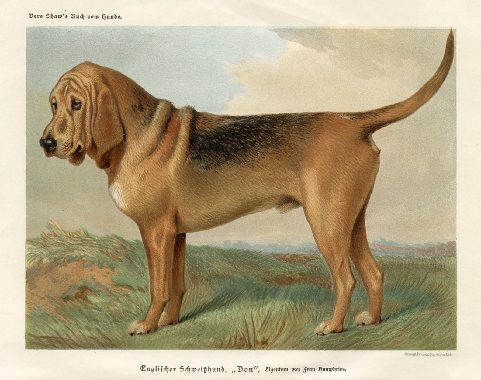 1883, English Bloodhound, Lithograph~P77643461