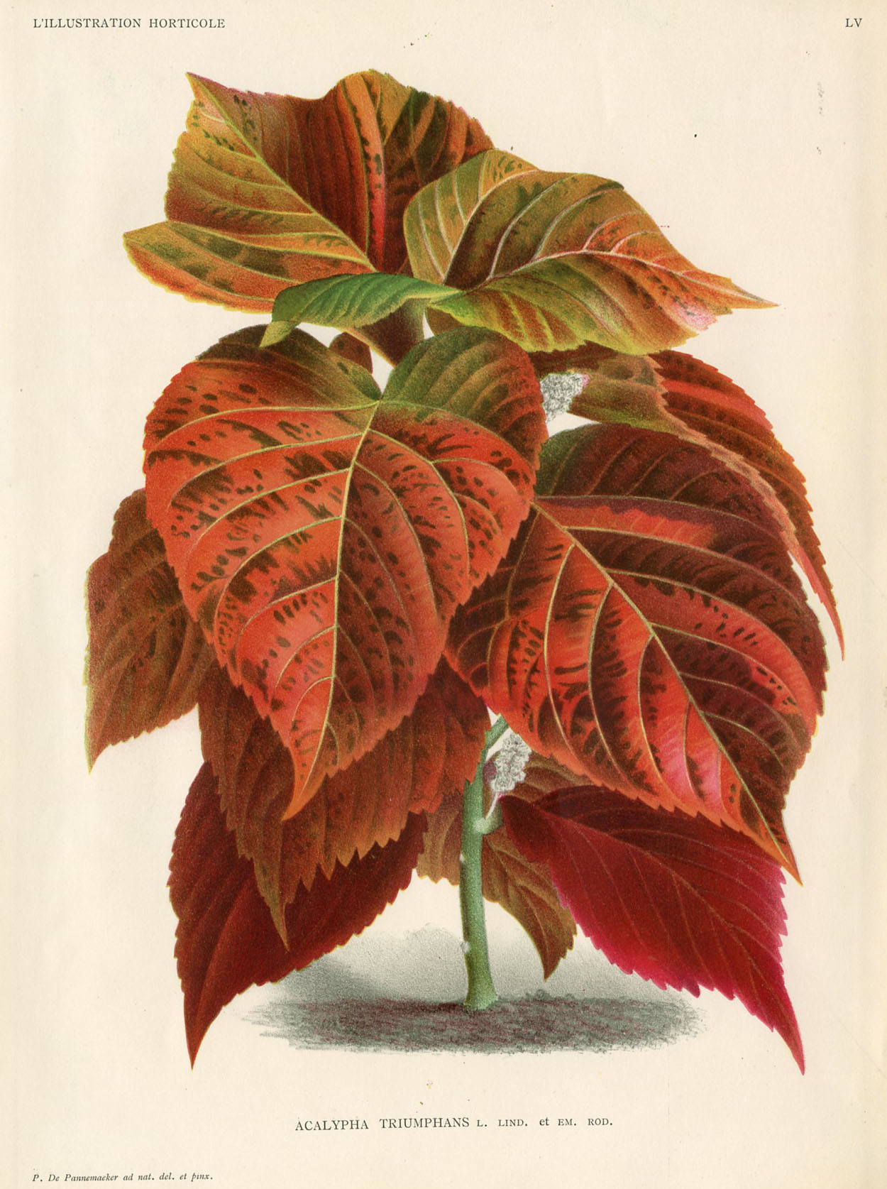 1888 Belgium Botanical Print, Acalypha