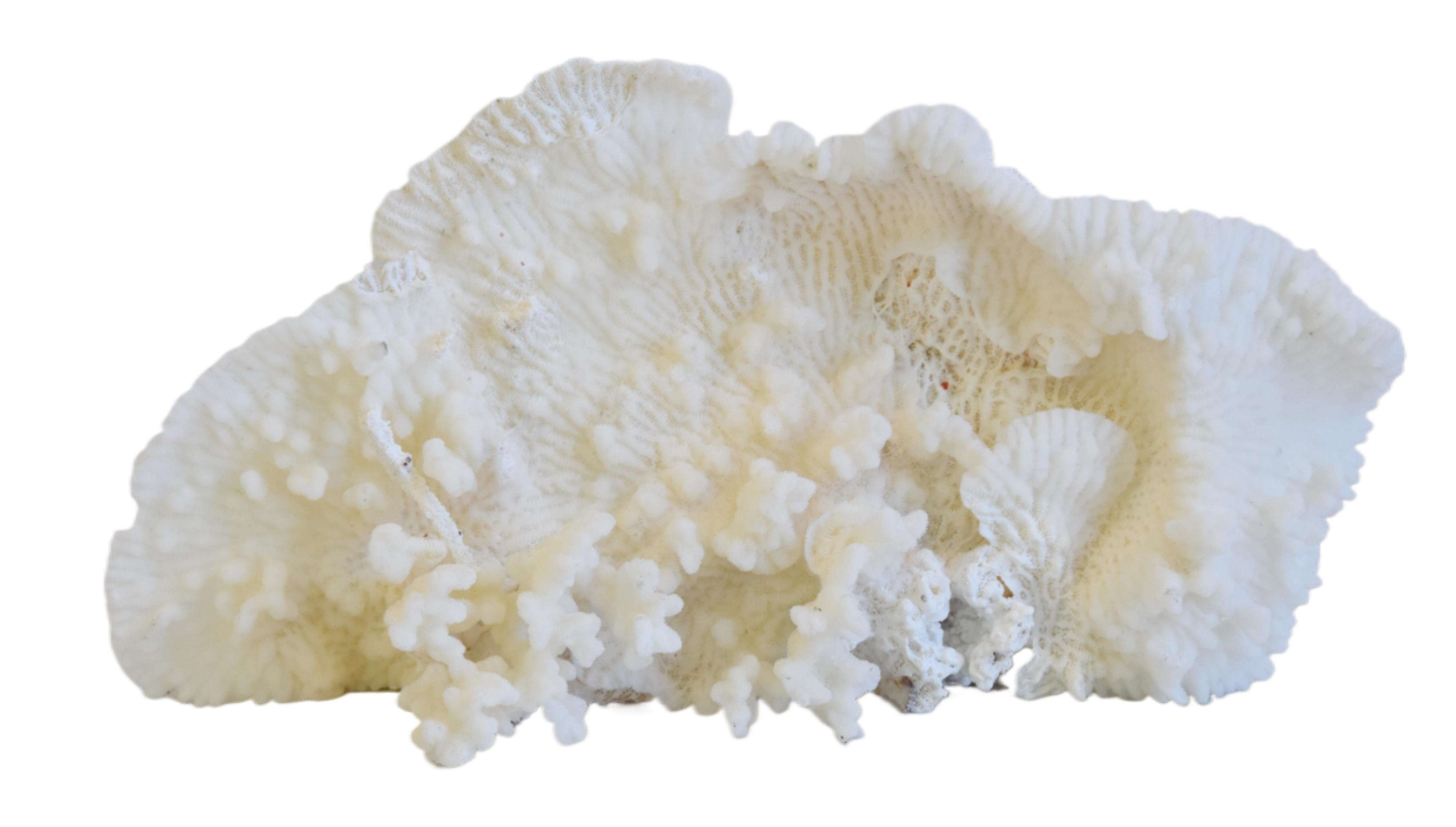 Coastal Nautical White Coral Specimen~P77668467