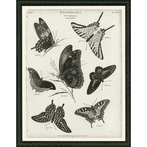 B/W Butterflies, 1803 Art Print, 16.25" x 12.75"