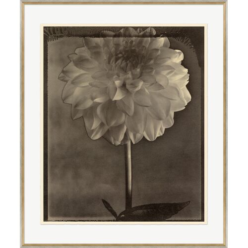 Bespoke by Baker, Sepia Flowers 6 Drawing, 31" x 37"