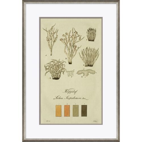 Lichen Studies, John Peter Westring, 1808 Lichen Studies, John Peter Westring, 1808