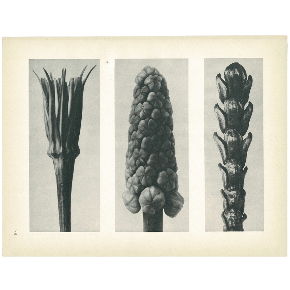1928 K. Blossfeldt, Photogravure N78~P77579570