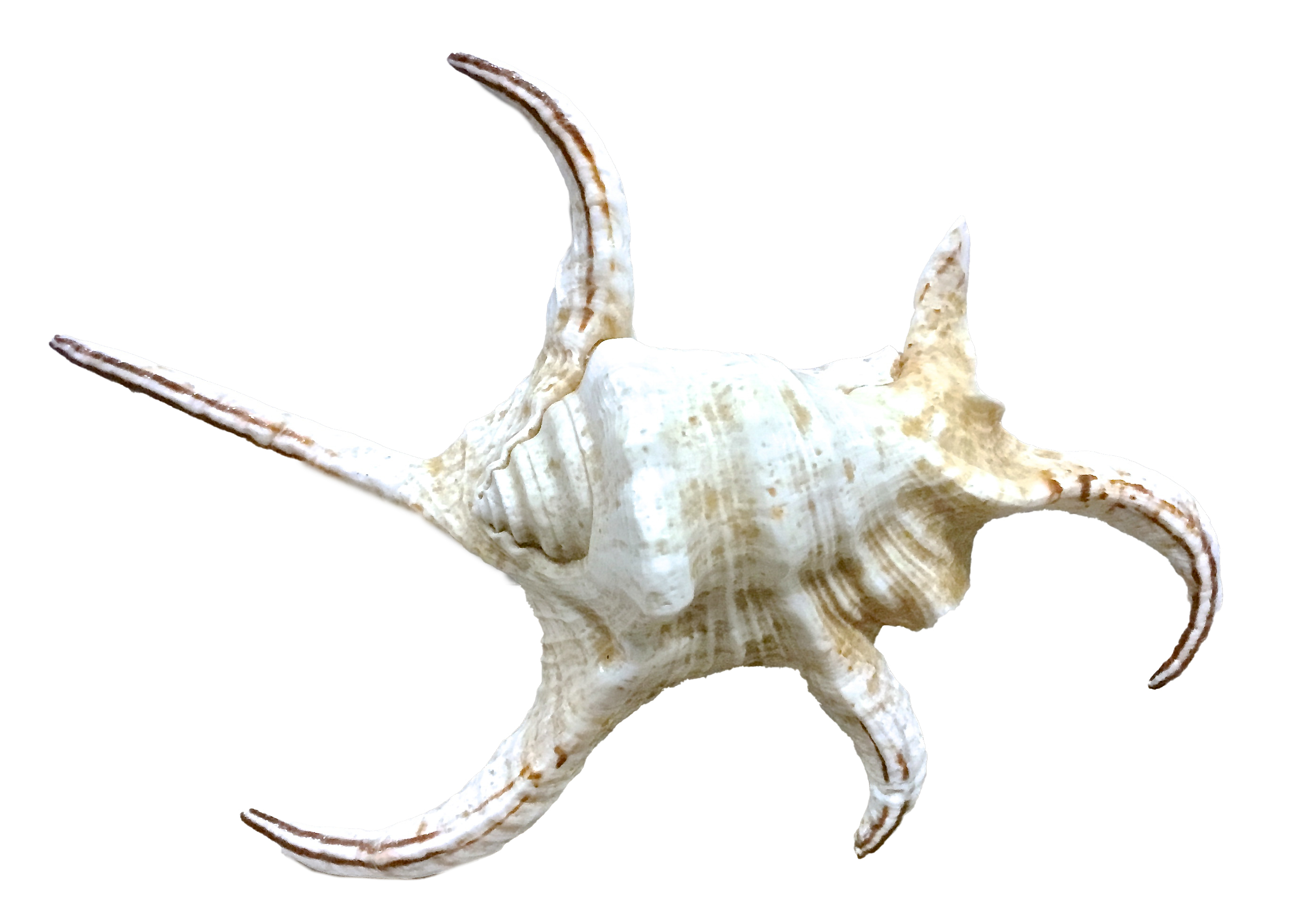 Spider Conch Seashell~P77544237