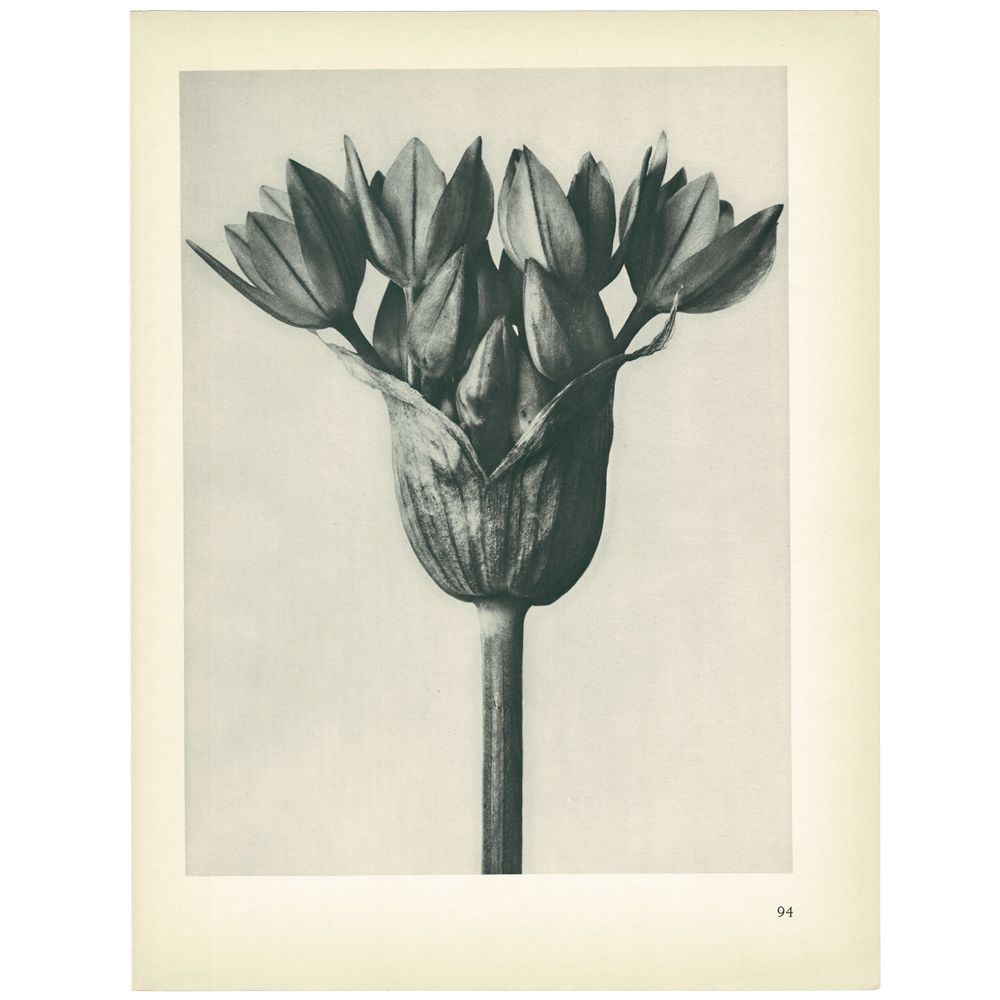 1928 Karl Blossfeldt, Allium Oreophilum~P77579580