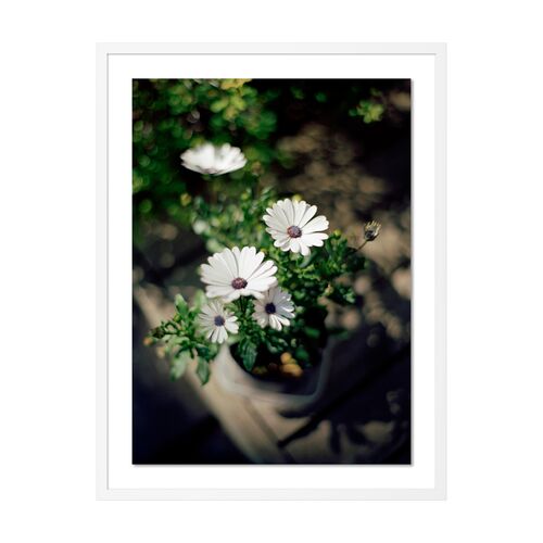 Tommy Kwak, Flowers Photograph, Reykjavik, Iceland