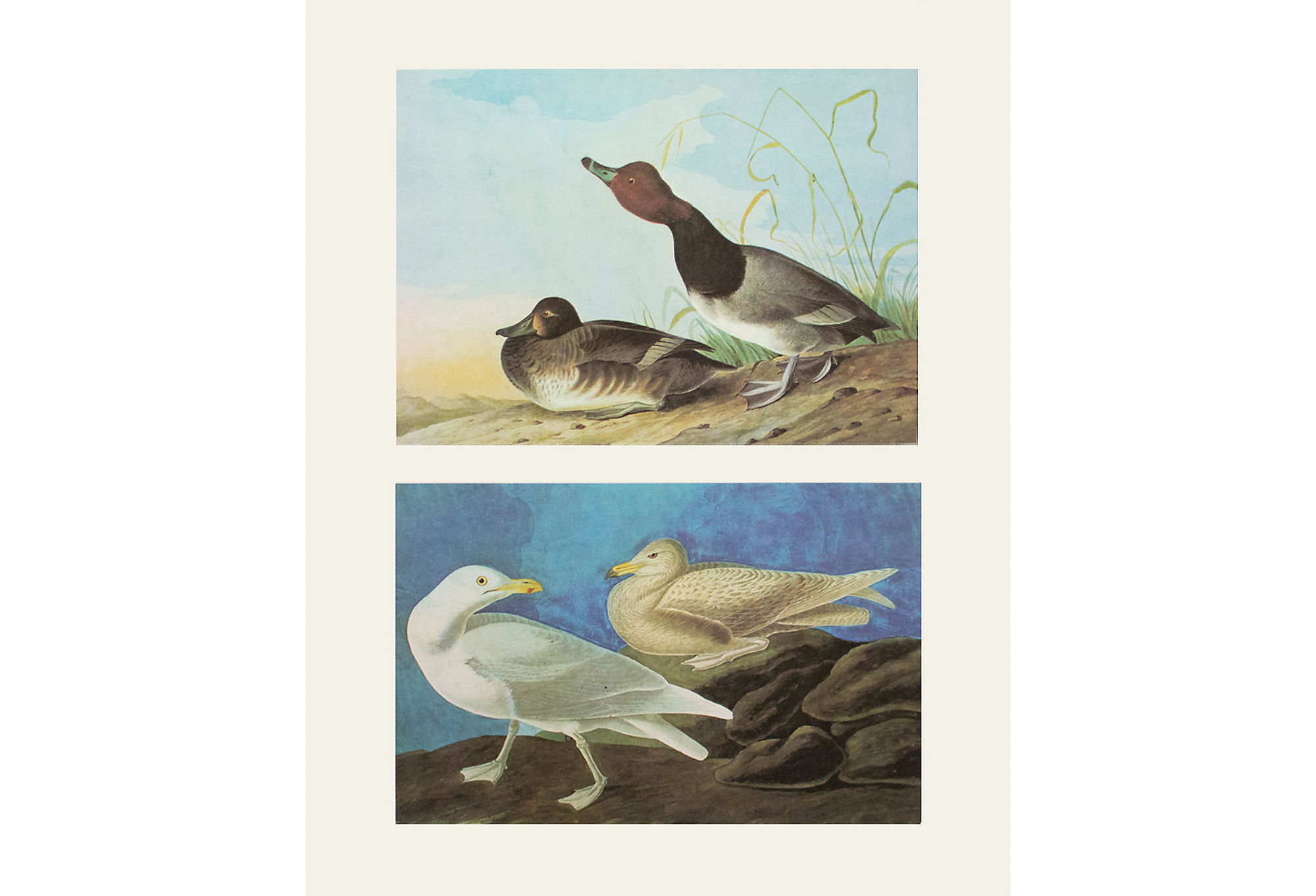 Birds of America by John James Audubon~P77567755