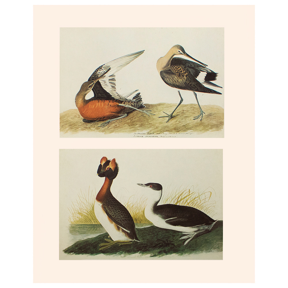 Audubon, Hudsonian Godwit & Horned Grebe~P77589910