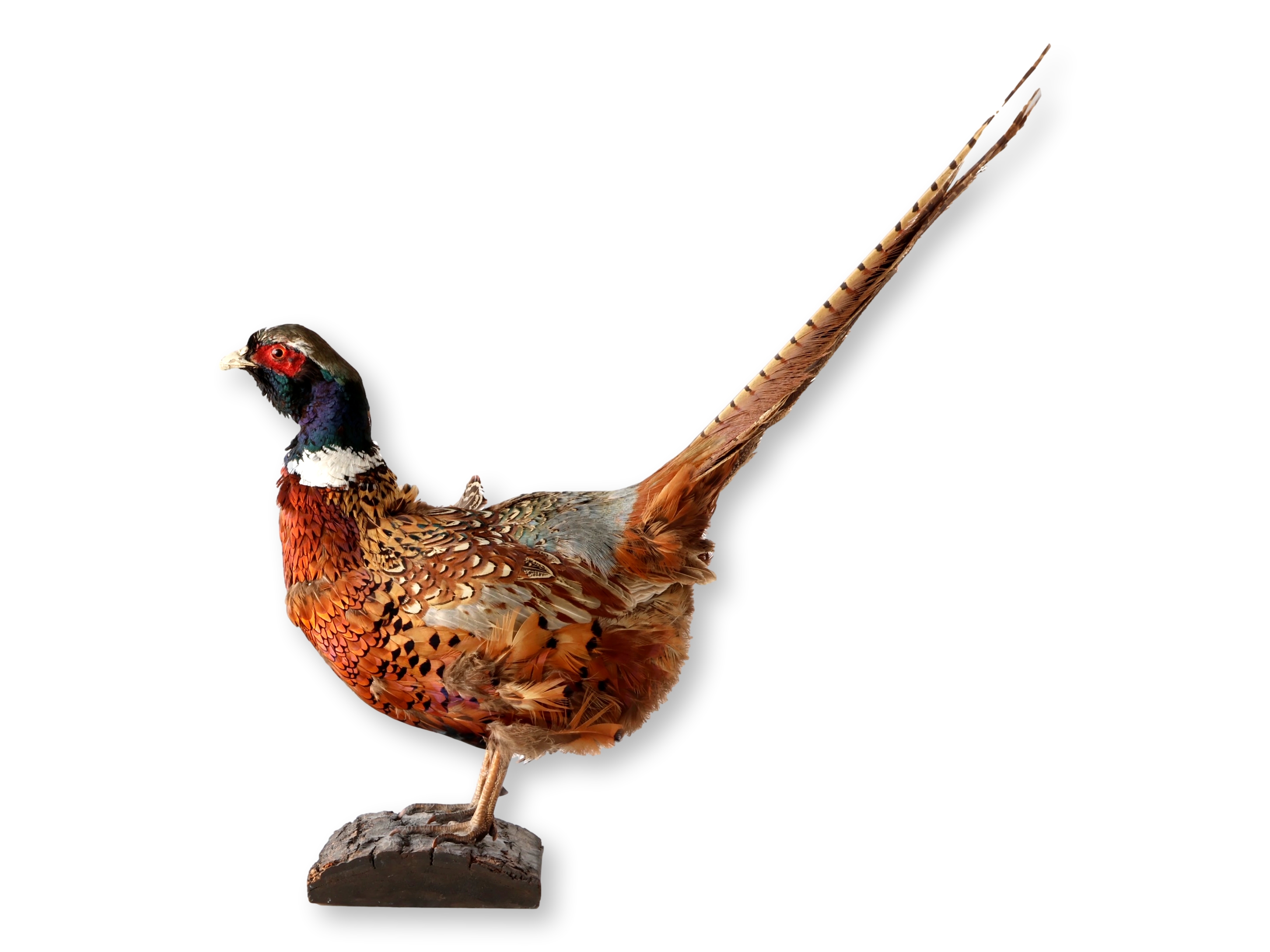 Midcentury Taxidermy Ring-Neck Pheasant~P77719641