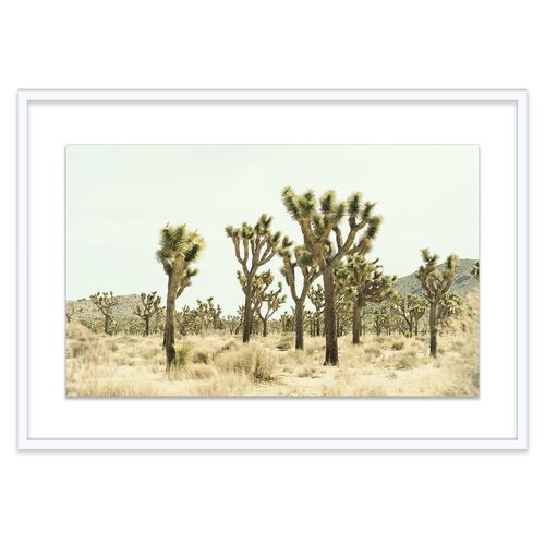 Christine Flynn, Joshua Tree I Photograph