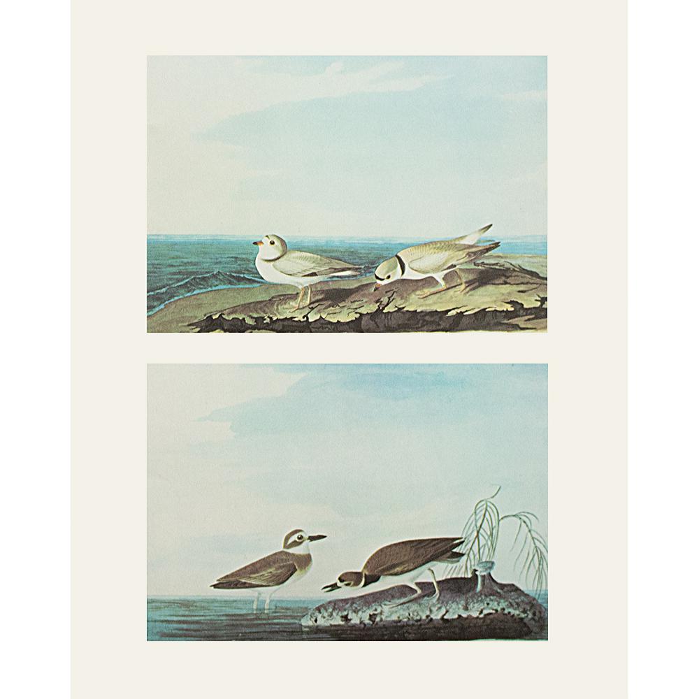 1966 John James Audubon, Plovers~P77567753