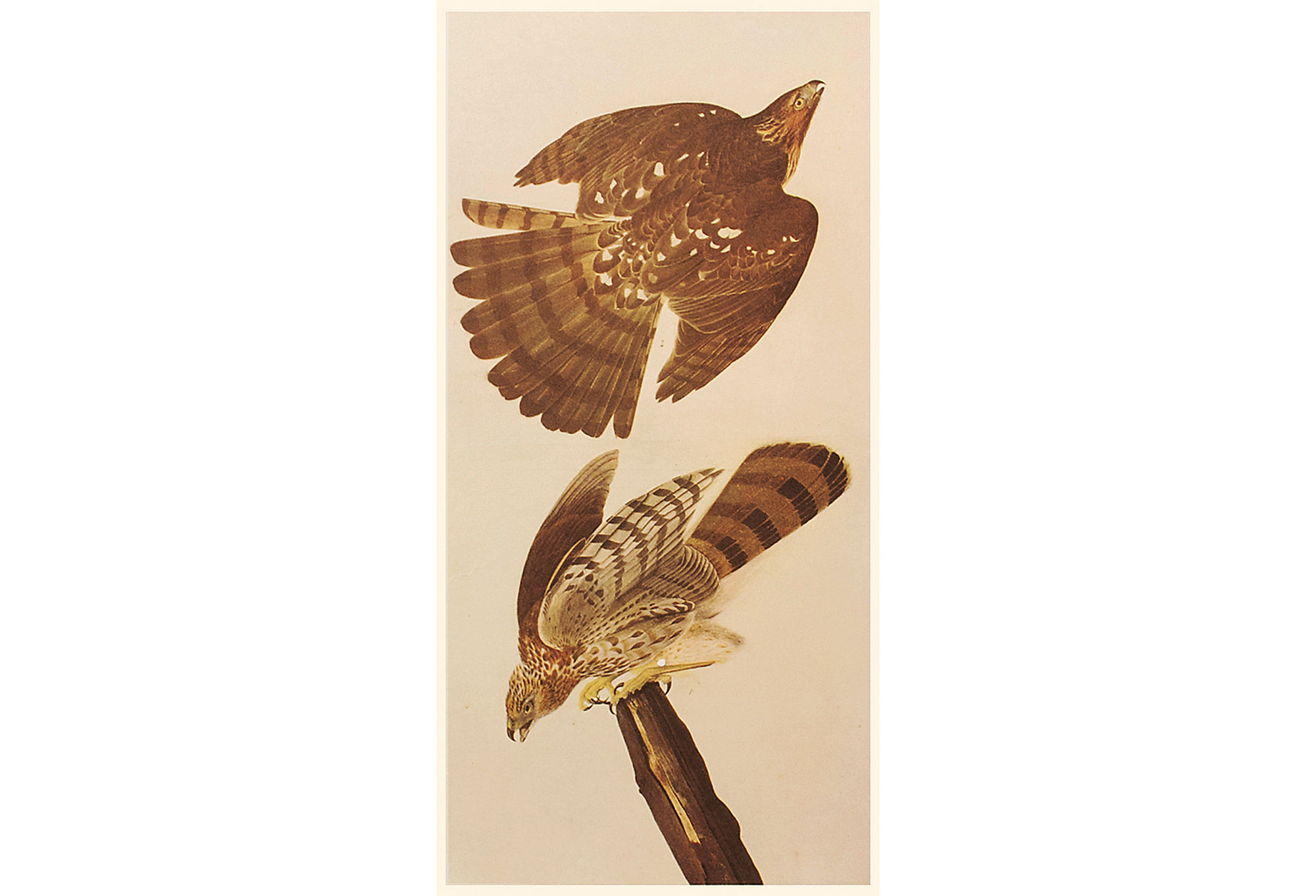 Stanley Hawk by John J. Audubon, 1960s~P77591108