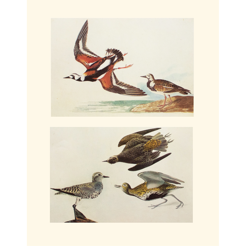 1966 Audubon, Turnstone & Golden Plover~P77571551