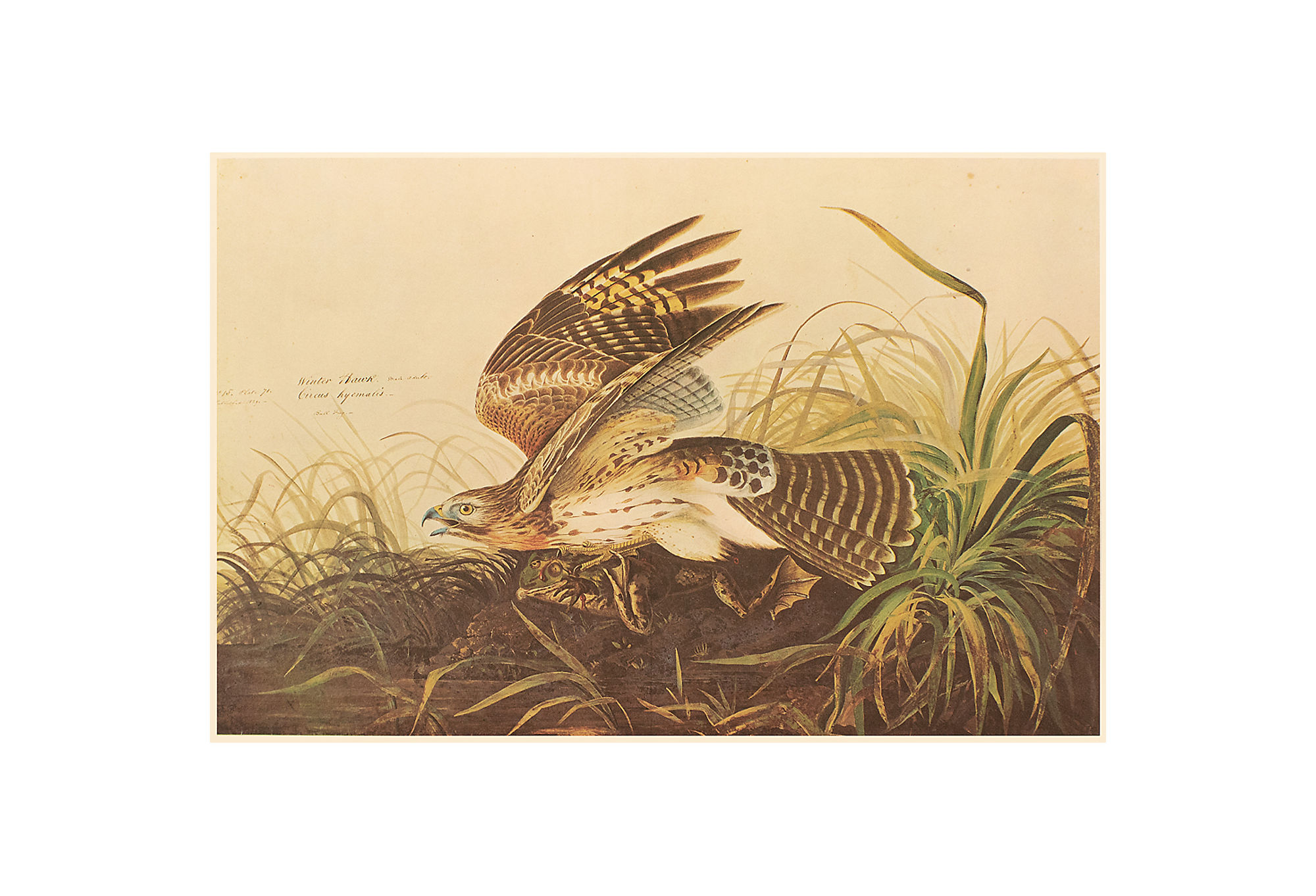 Audubon, Winter Hawk and Bull Frog~P77595544