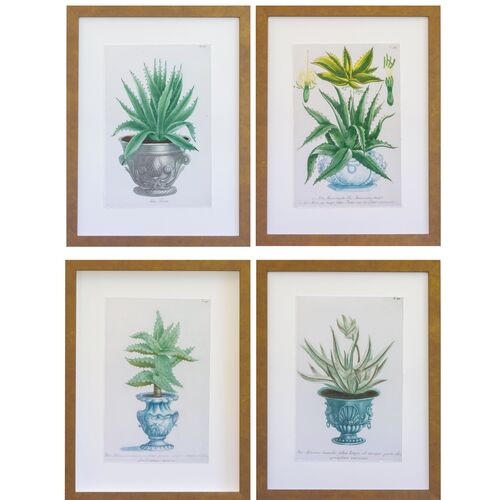 Dawn Wolfe, Aloe Vera Antique Prints~P77571816