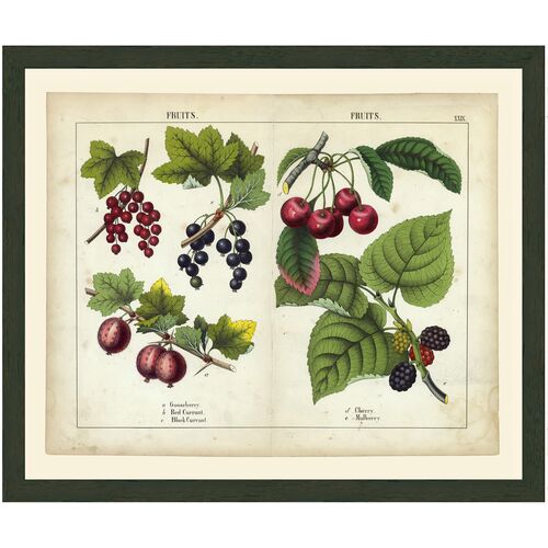 Fruit Art Print, 15" x 18" Fruit Art Print, 15" x 18"