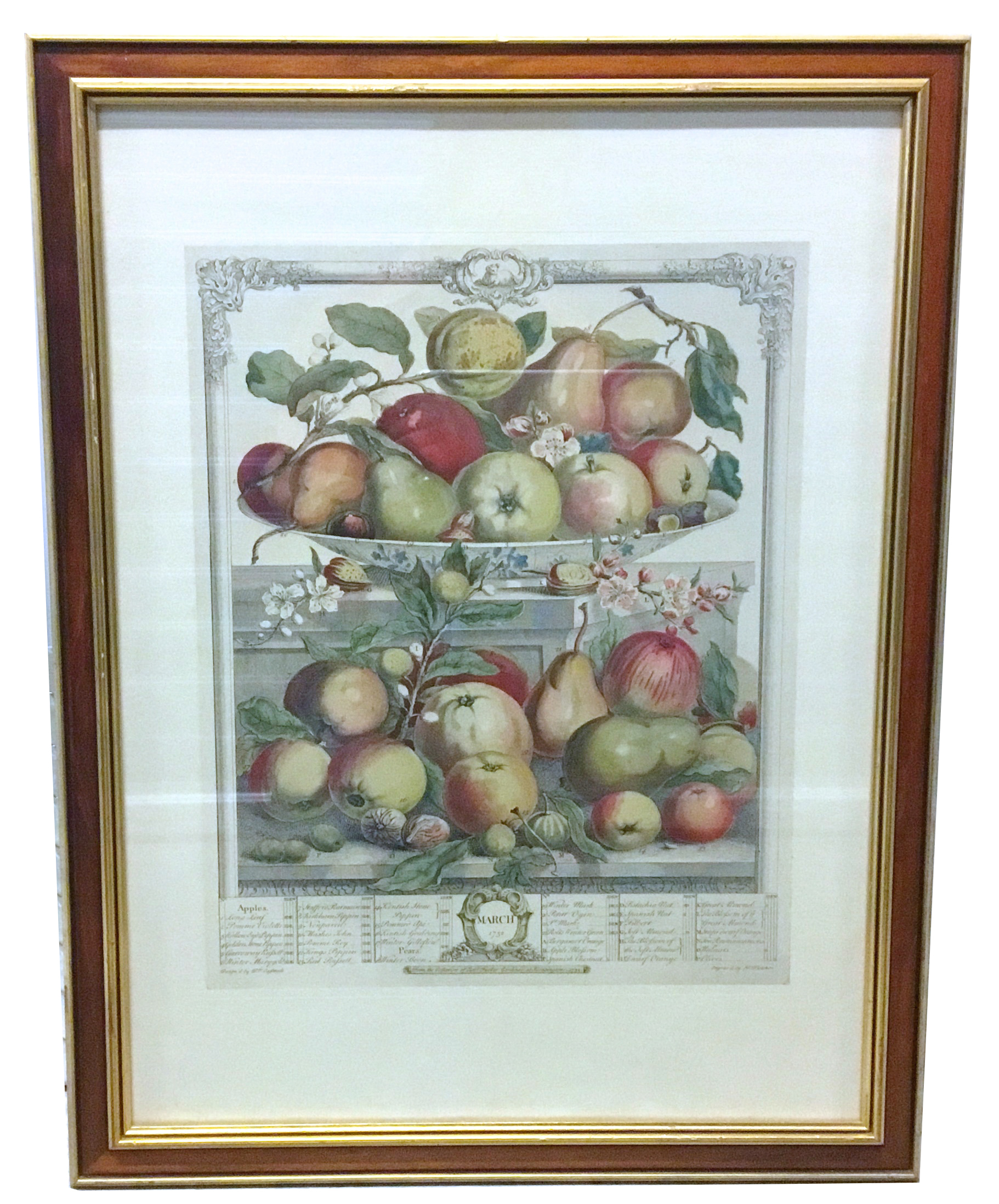 Apple & Pear Species Engraving~P77543122