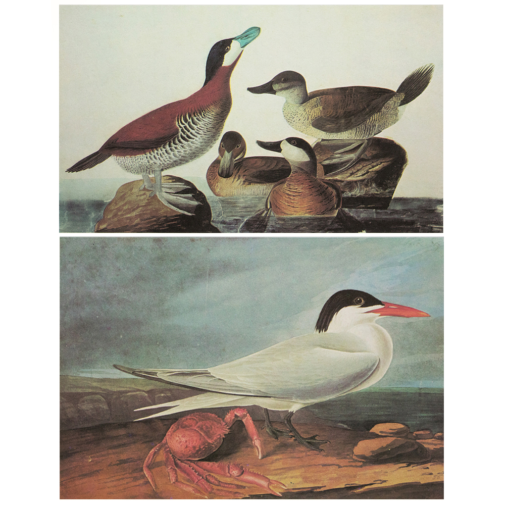 Ruddy Duck & Royal Tern by Audubon~P77571550