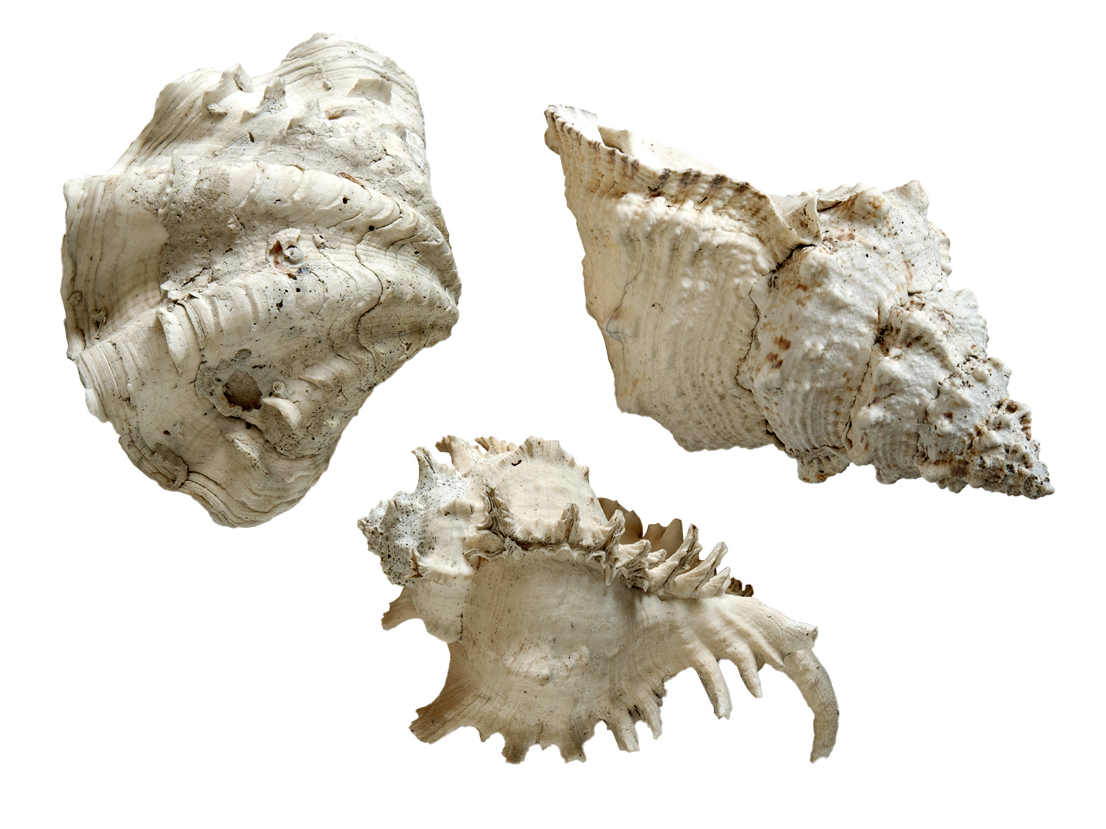 Antique Seashell Collection Set/3~P77722872