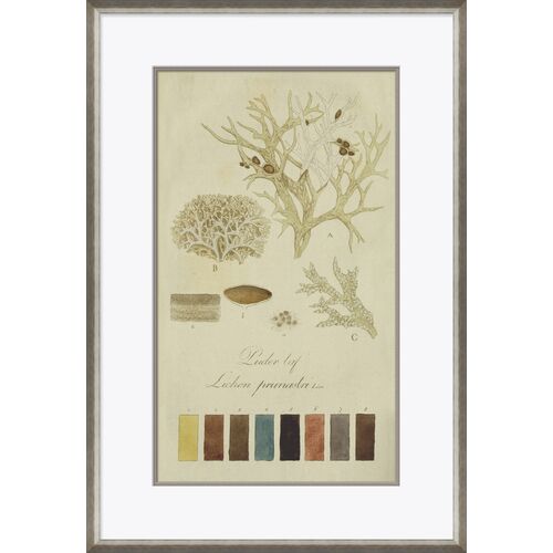 Lichen Studies, John Peter Westring, 1808 Lichen Studies, John Peter Westring, 1808