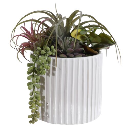 George Mixed Succulent Potted Plant~P77647343