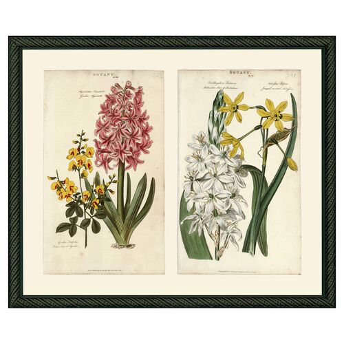 Pink Hyacinth & Yellow Narcissus, 1810~P76953880