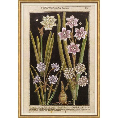 Botanicals