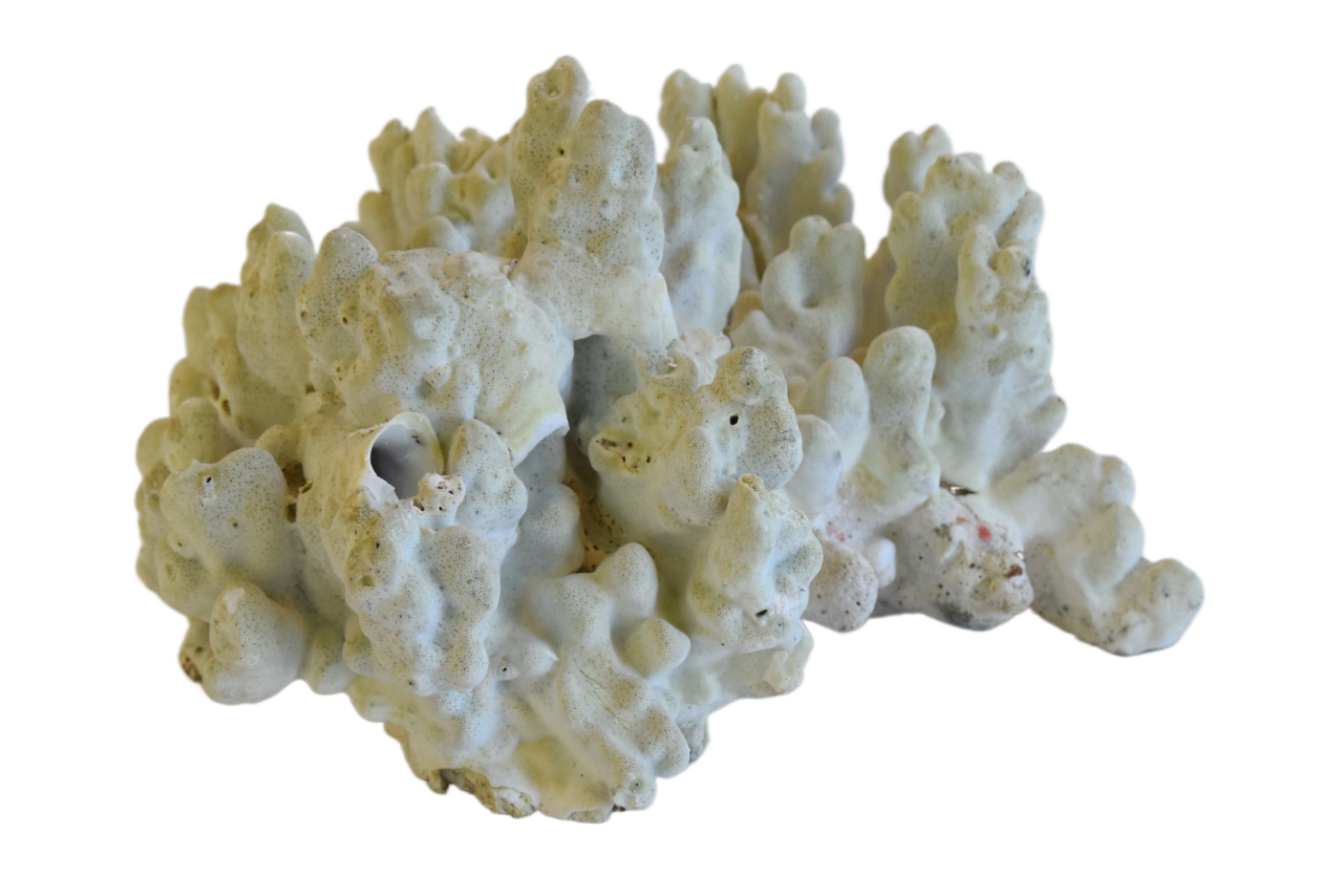 Coastal Nautical Green Coral Specimen~P77668471