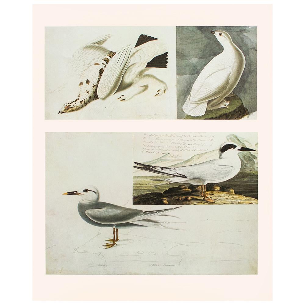 1966 John J. Audubon, Ptarmigan & Terns~P77551212