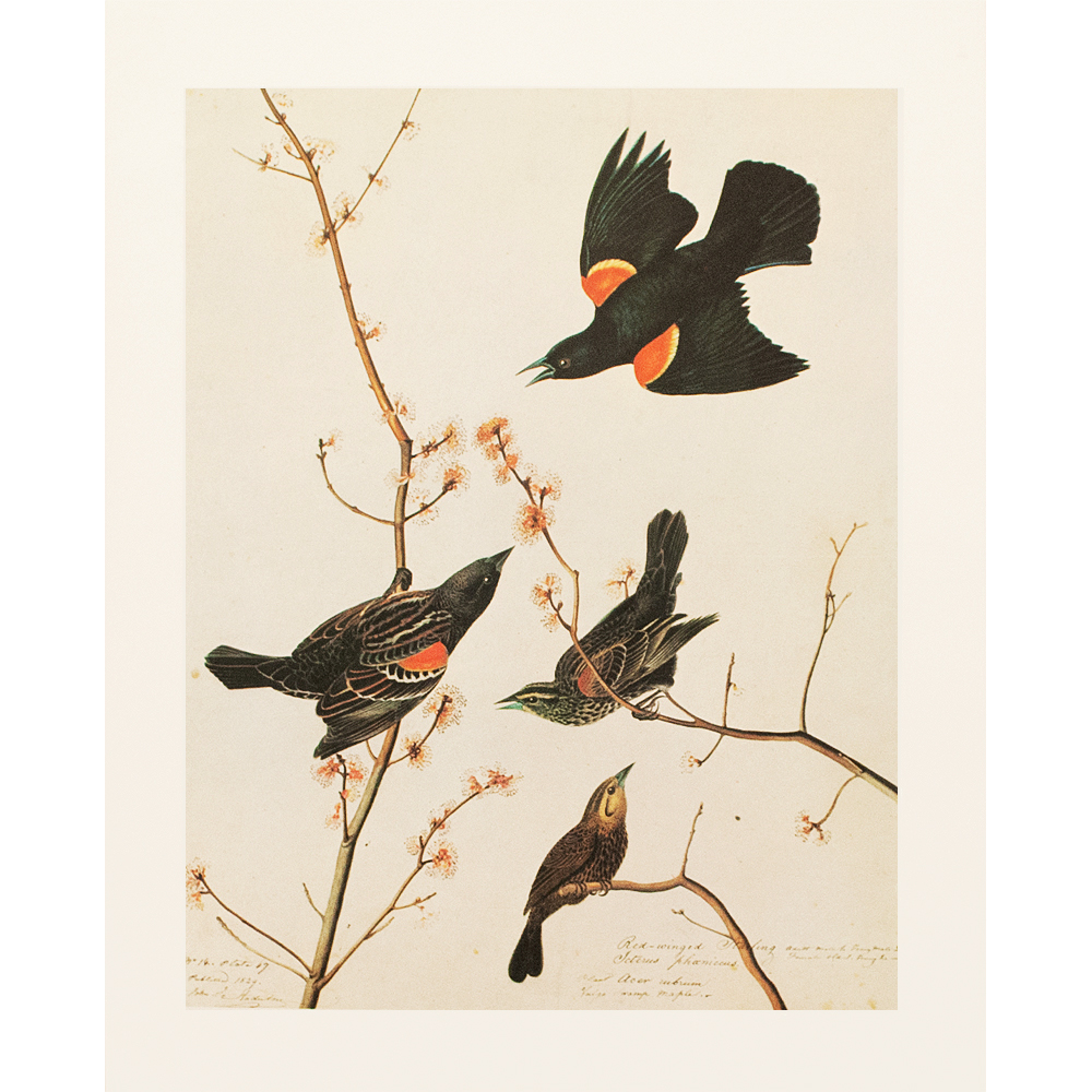 Red-Winged Starling by Audubon, 1966~P77487661