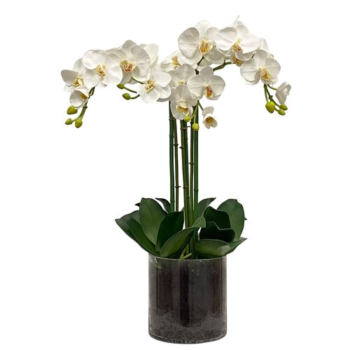 24" Orchid Phalaenopsis in Glass Planter