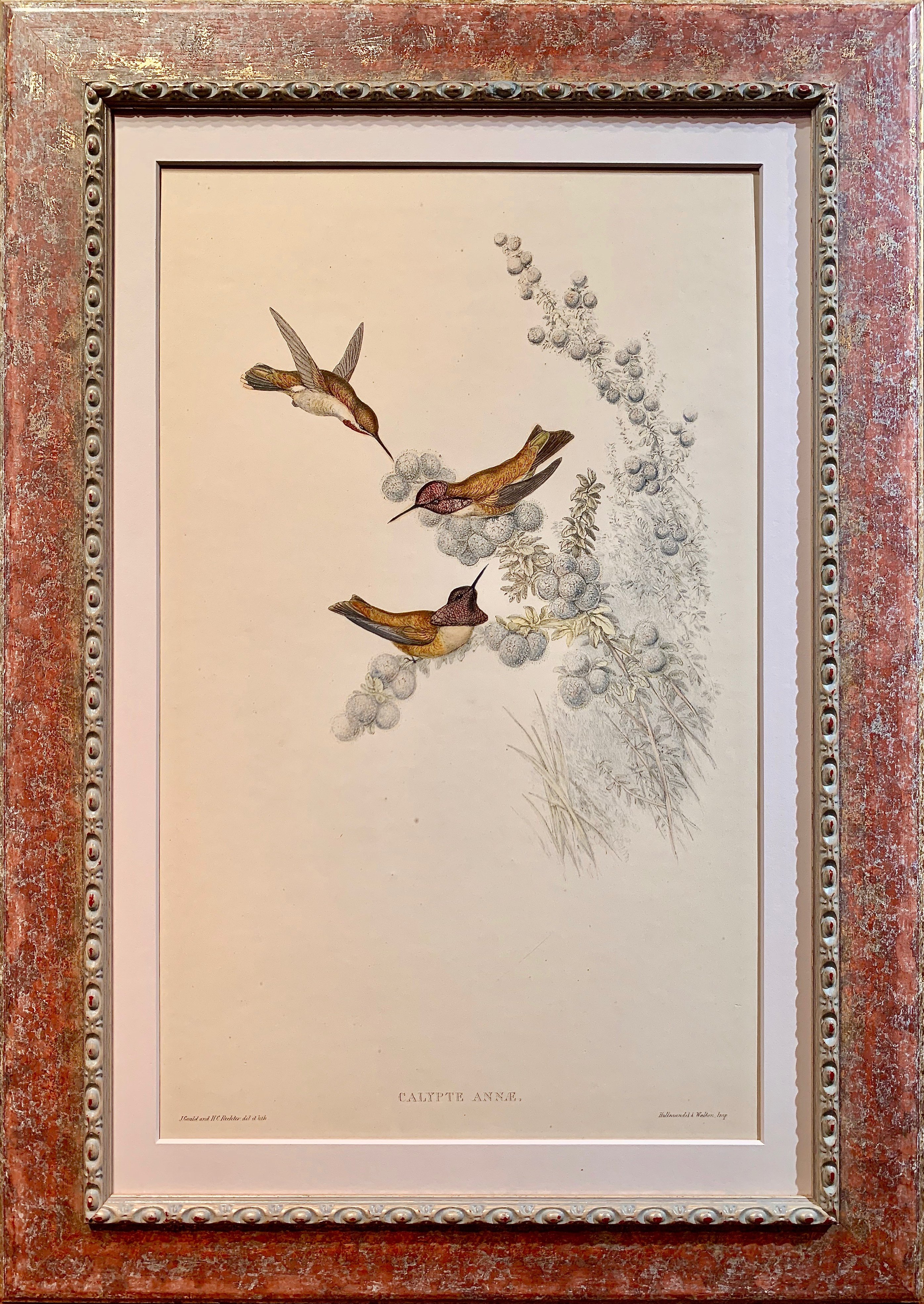 Ornithological Study of Calypte Annae~P77539658