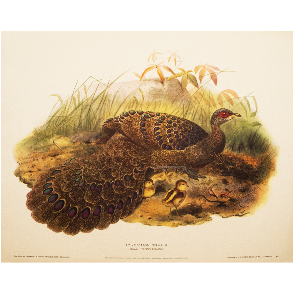 Germain Peacock Pheasant by D. Elliot~P77566774