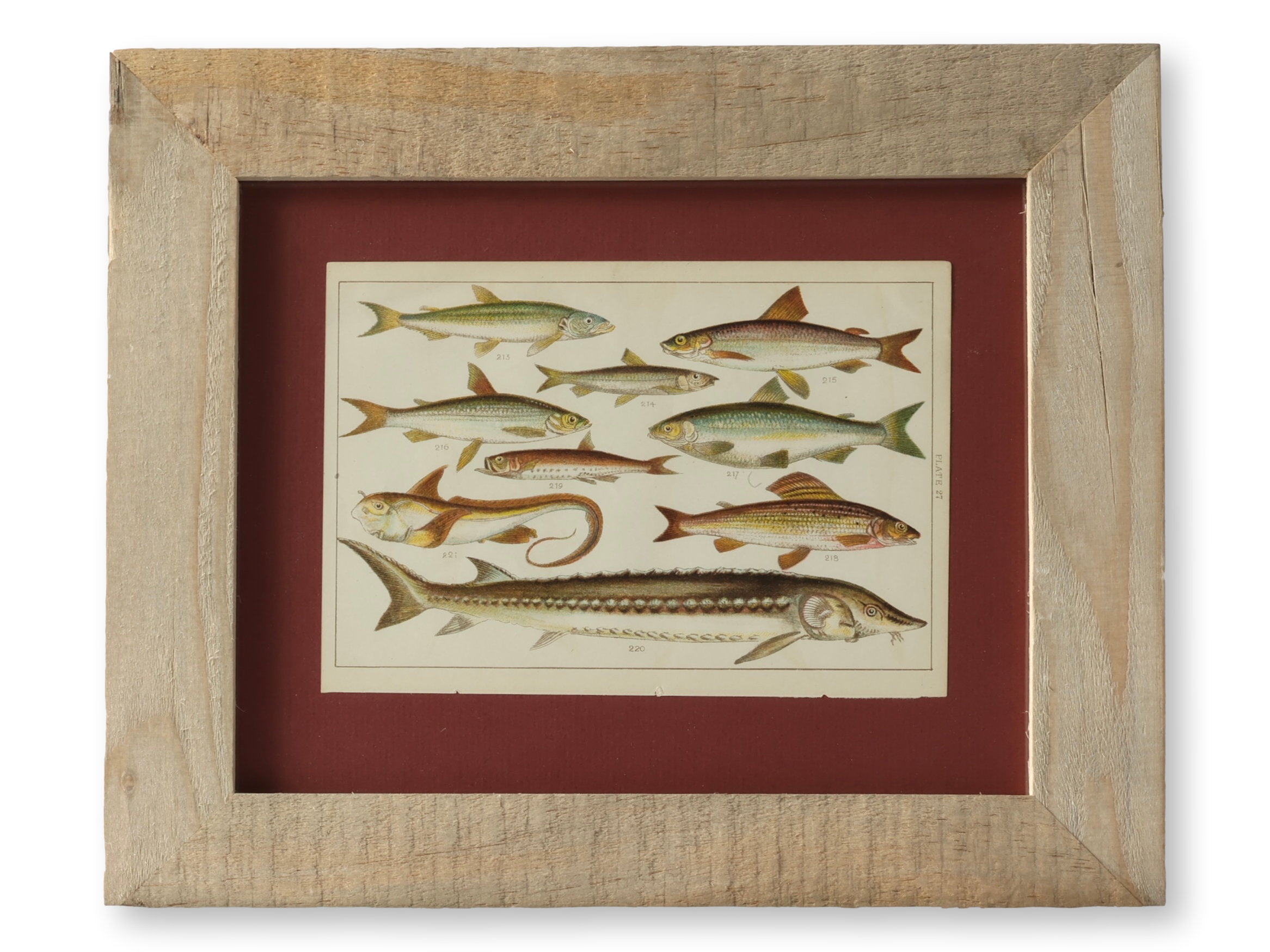 Framed Antique Fish Chromolithograph~P77740648