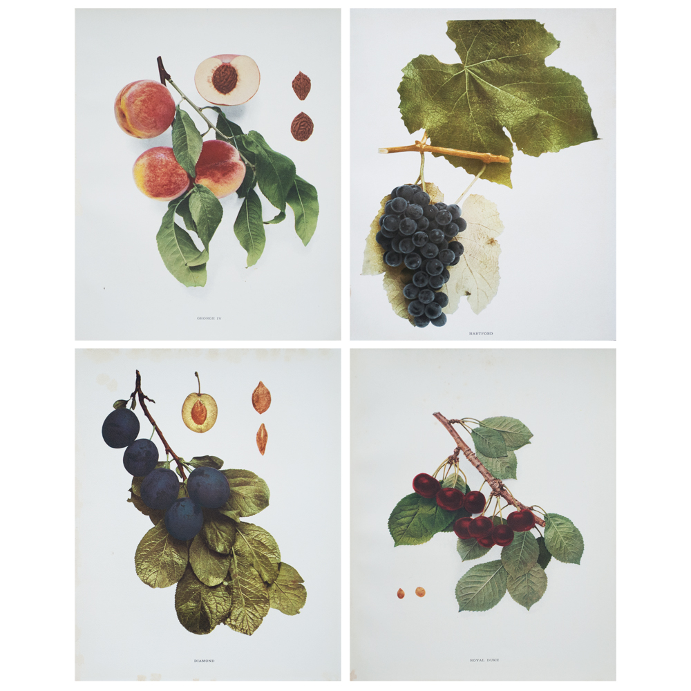 Antique Fruit Plates by Hedrick, S/4~P77429293
