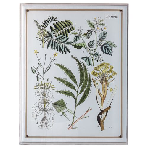 Ferns I Print, 20" x 26"