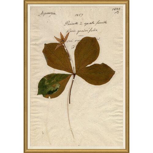 Herbarium 2~P111123971