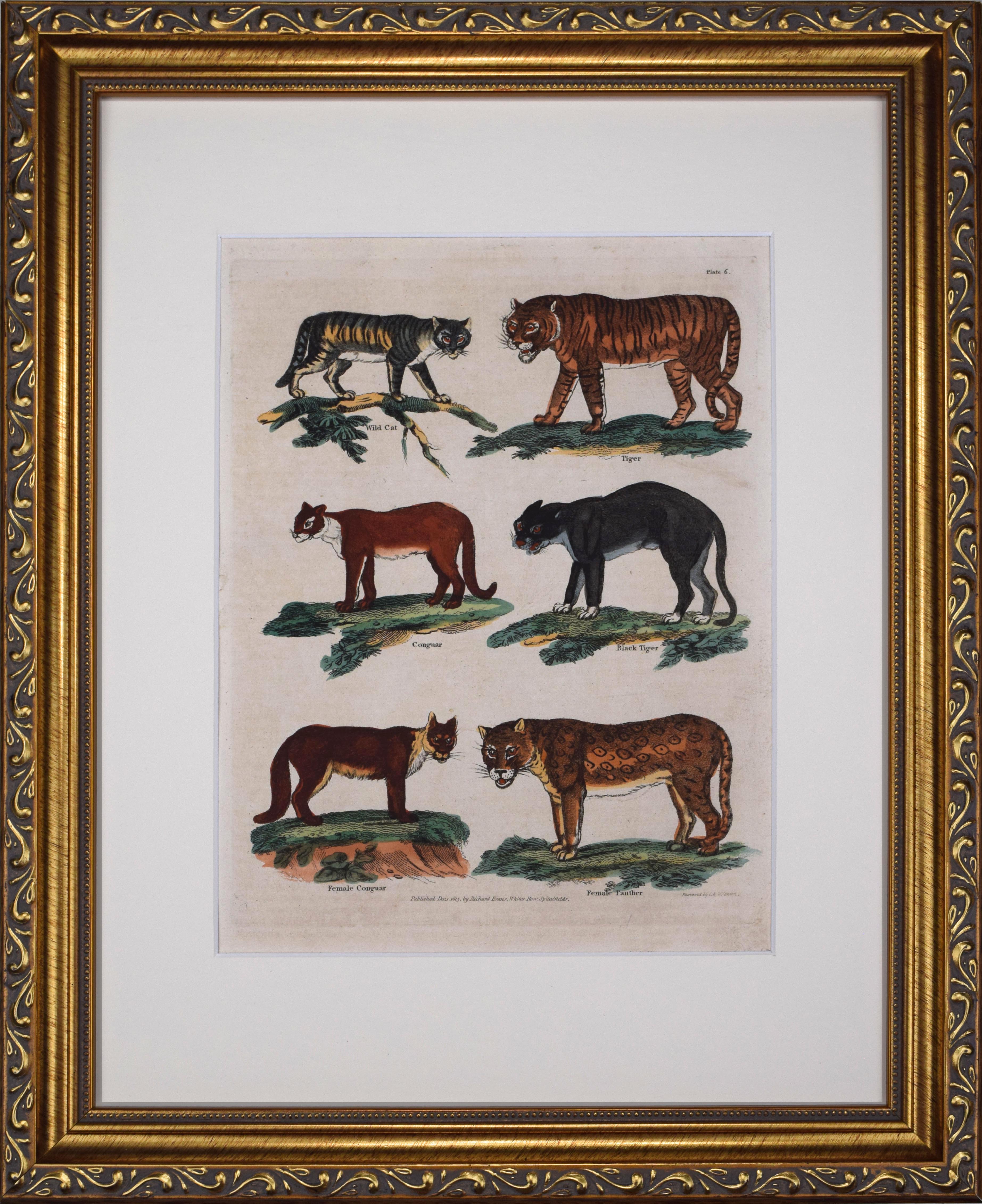 19th C Hand Colored Large Cat Engraving~P77703639