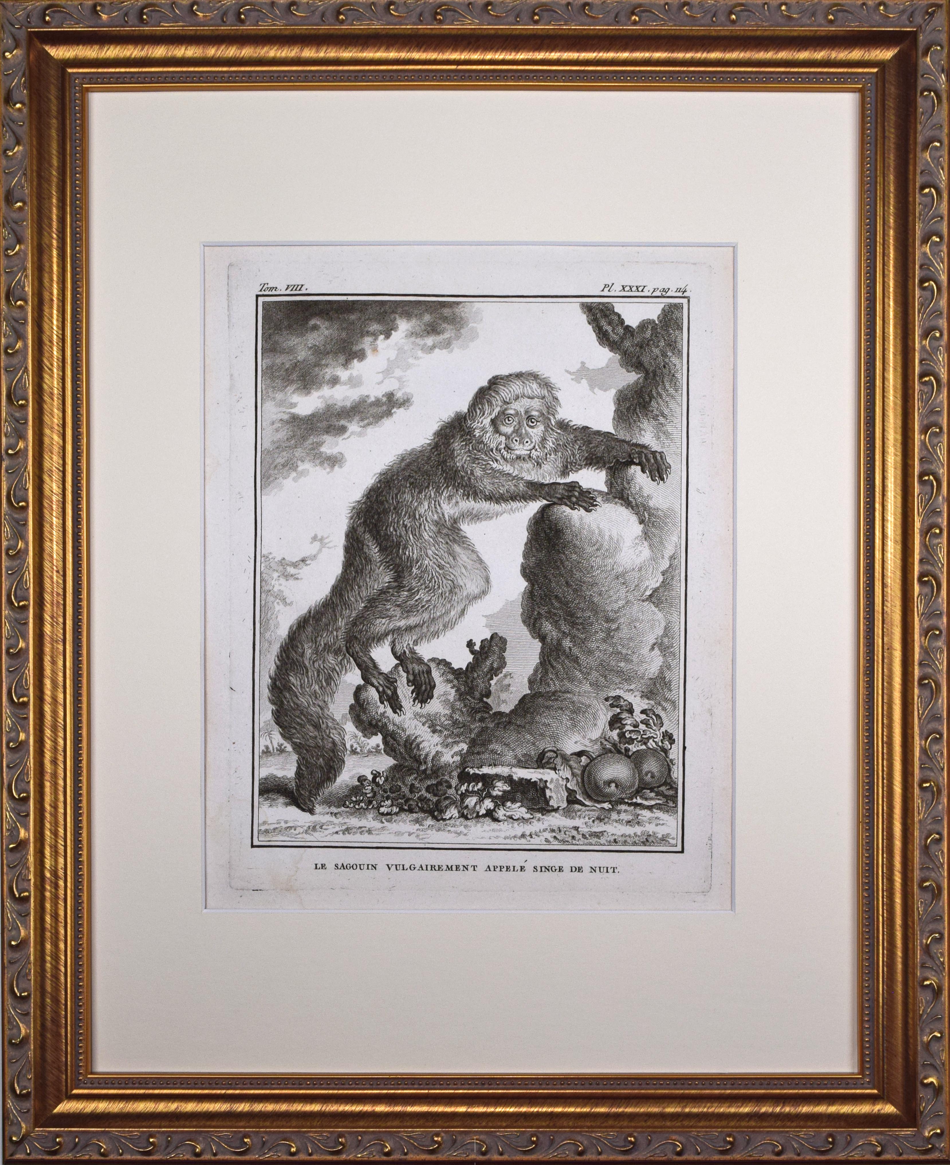 18th Century French Monkey Engraving~P77666041